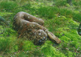 Wilderness Bodypainting Postkarte Wilderness Bodypainting Postkarte