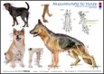 Akupunkturtafel für Hunde Akupunkturtafel für Hunde