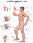 Chart 1 Tung's Extraordinary Acupuncture Points on the regular channels, Poster Chart 1 Tung's Extraordinary Acupuncture Points on the regular channels, Poster