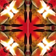 Imagami-Schmetterling Feuertulpen
