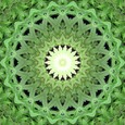 Imagami-Wasserwandler Cannabis, 14 cm Imagami-Wasserwandler Cannabis, 14 cm