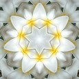 Imagami-Wasserwandler Tempelblume, 14 cm