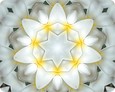 Imagami-Mousepad Tempelblume - Hingabe Imagami-Mousepad Tempelblume - Hingabe