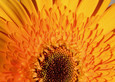 Postkarte, Blütenmotiv 2 Postkarte, Blütenmotiv 2